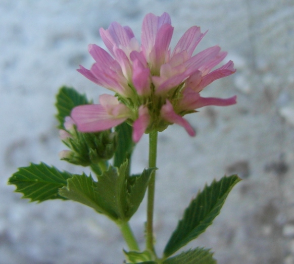 Trifolium resupinatum / Trifoglio risupinato